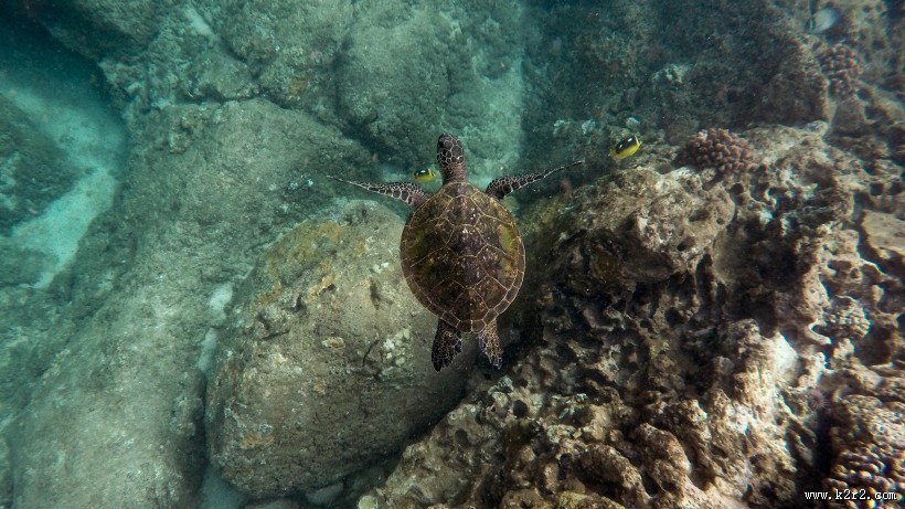 海中畅游的海龟图片
