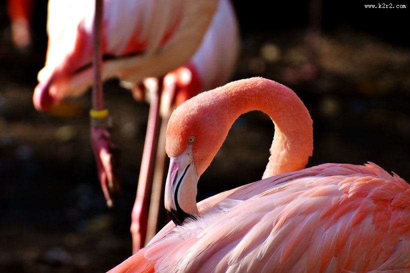 毛色艳丽的火烈鸟图片
