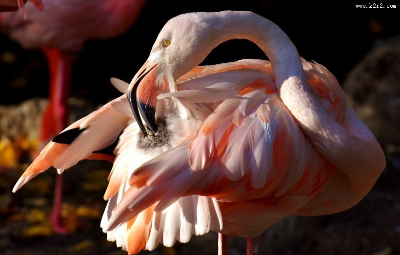毛色艳丽的火烈鸟图片