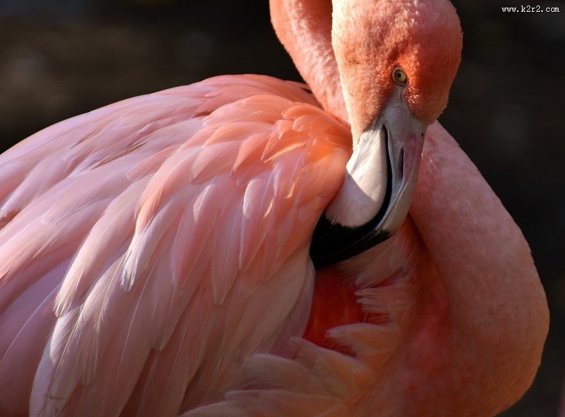 毛色艳丽的火烈鸟图片