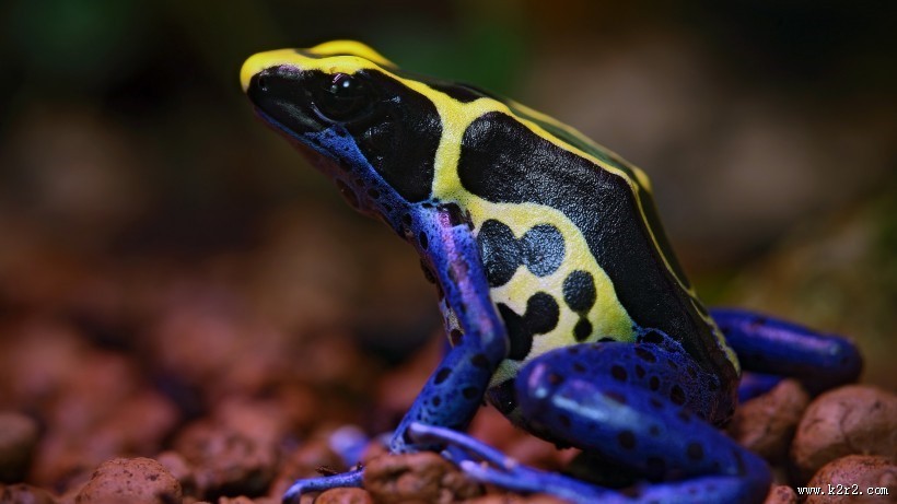 色彩鲜艳的青蛙图片