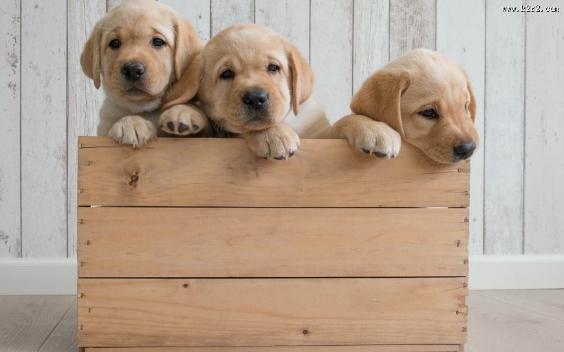 可爱的金毛寻回犬幼犬图片