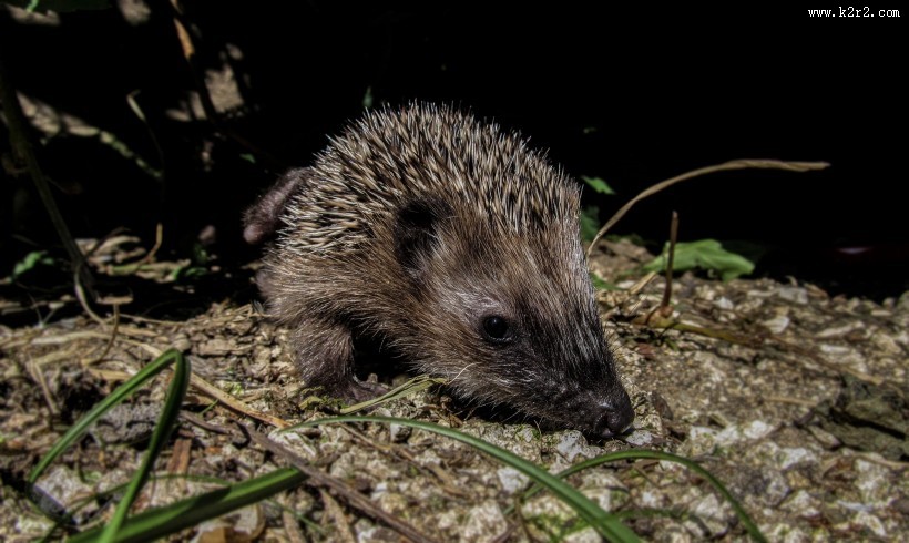 可爱娇小的刺猬图片