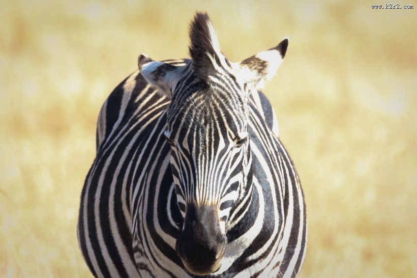 健壮的斑马图片大全