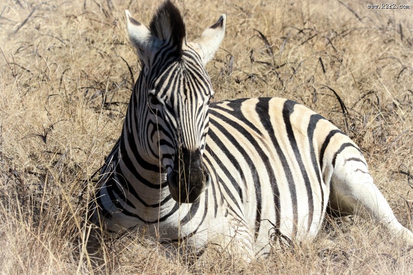 健壮的斑马图片大全