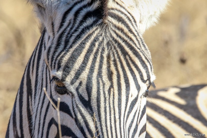 健壮的斑马图片大全