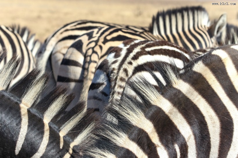 健壮的斑马图片大全