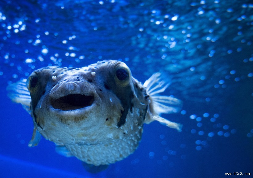 身带毒性的河豚图片