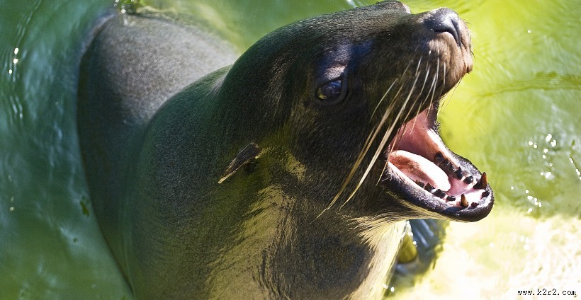 一只可爱的海狮图片大全