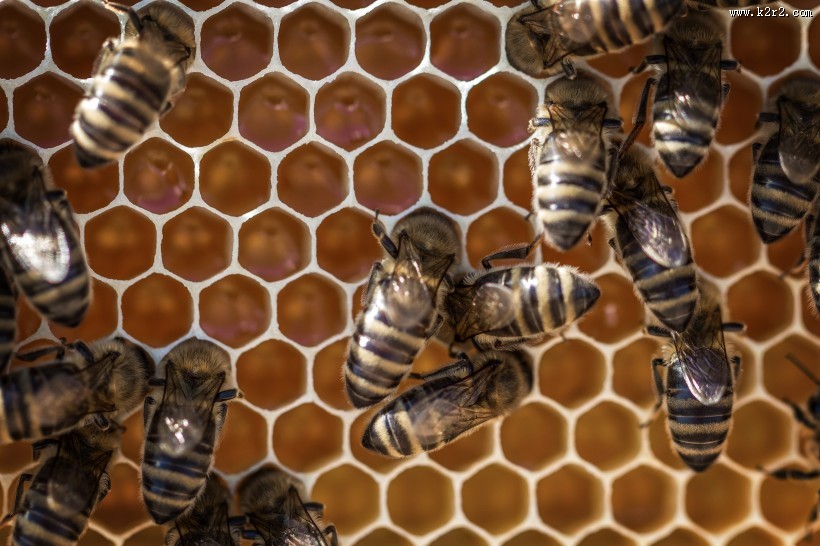 蜂巢上蜜蜂图片