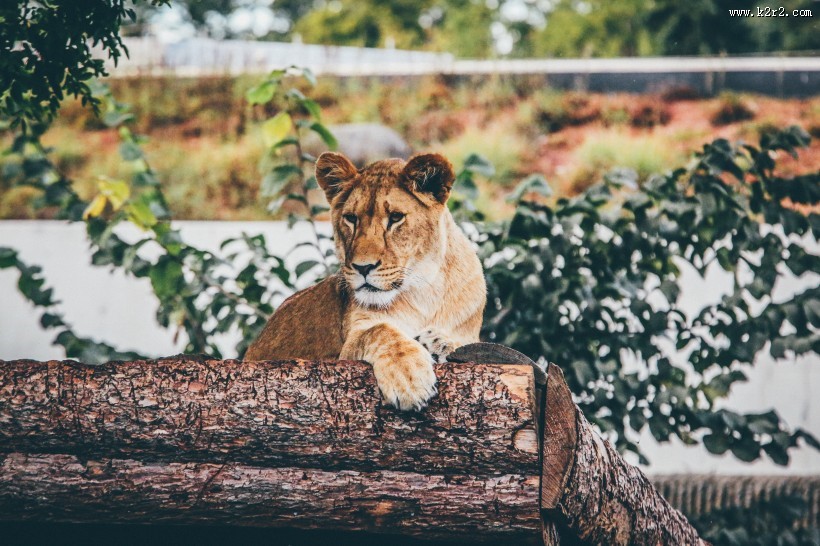 野生的母狮子图片大全