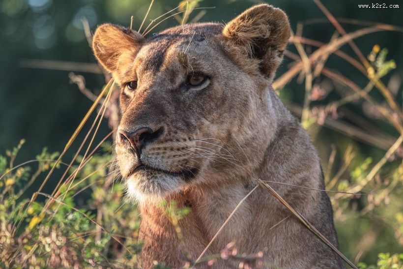 野生的母狮子图片大全