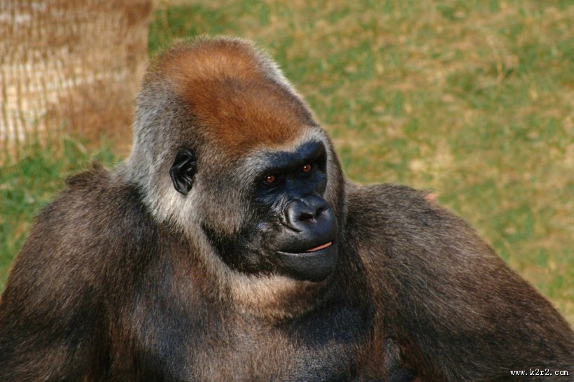 呆萌可爱的大猩猩图片大全