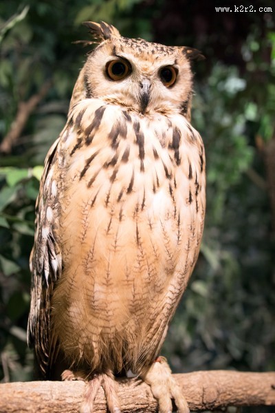 猫头鹰图片大全