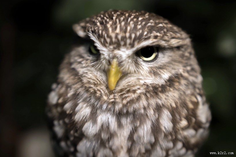 猫头鹰图片大全