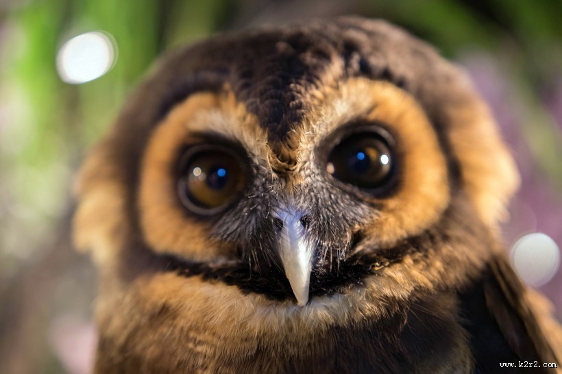 猫头鹰图片大全