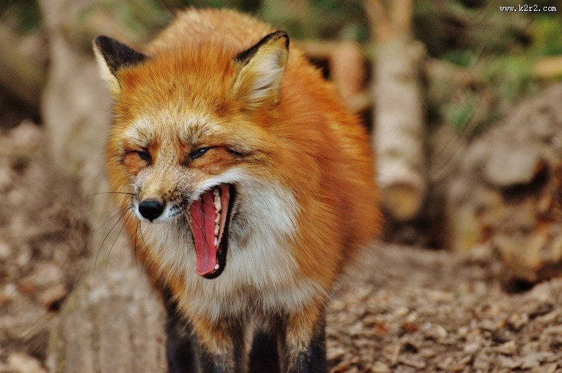 狡黠的狐狸图片