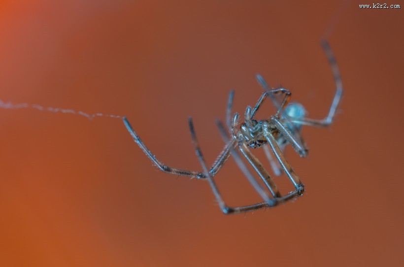 微距拍摄的蜘蛛图片