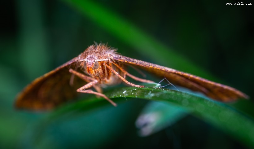 毛茸茸的飞蛾图片