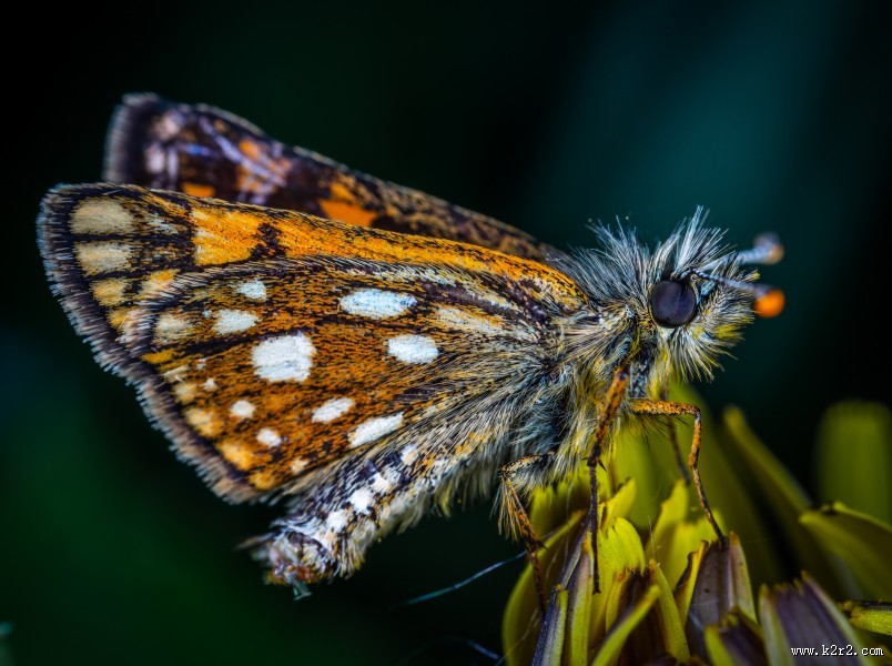 毛茸茸的飞蛾图片