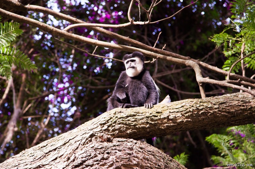可爱的黑色猴子图片大全
