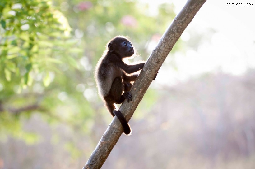 可爱的黑色猴子图片大全