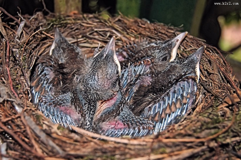 鸟巢中的雏鸟图片
