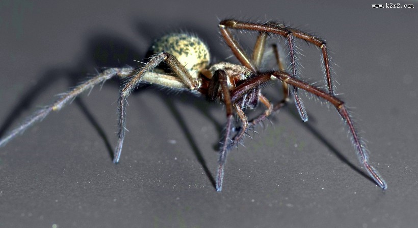 一只蜘蛛高清图片大全