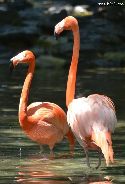 羽毛鲜艳的火烈鸟图片