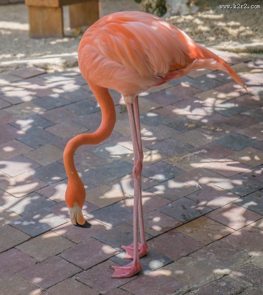 羽毛鲜艳的火烈鸟图片