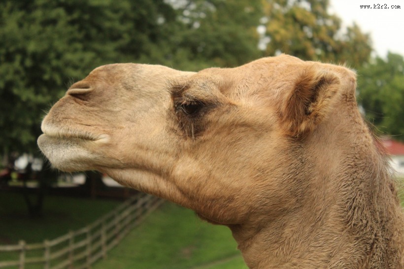 骆驼头部图片