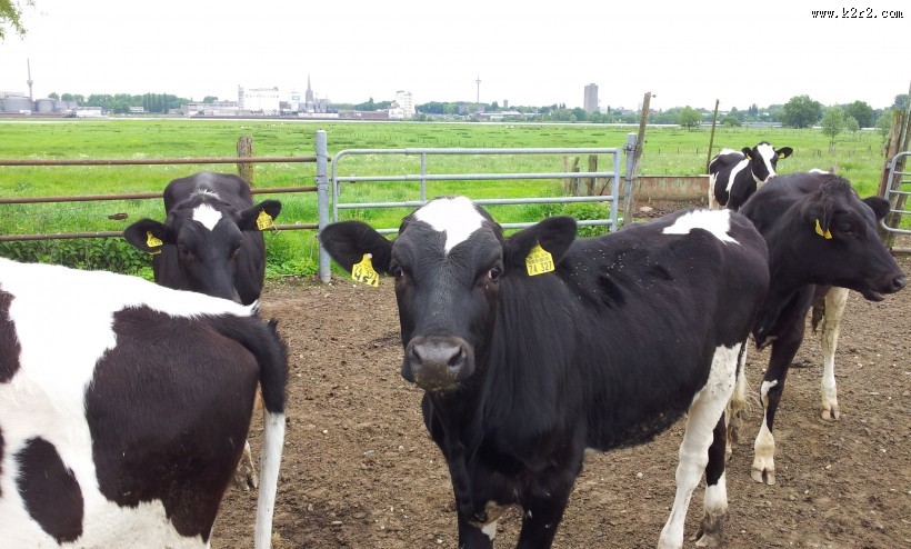 牧场里的奶牛图片
