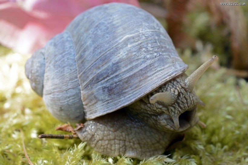 蜷缩在壳里的蜗牛图片