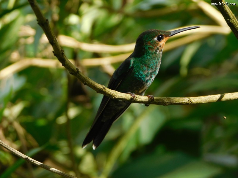 小巧的蜂鸟图片大全