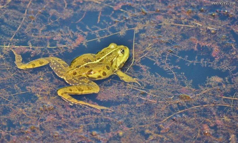池塘里的青蛙图片大全
