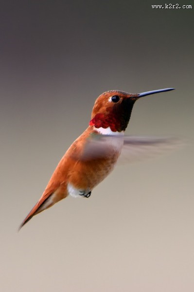 玲珑小巧的蜂鸟图片