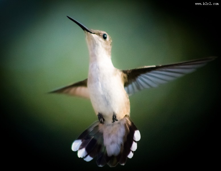 玲珑小巧的蜂鸟图片