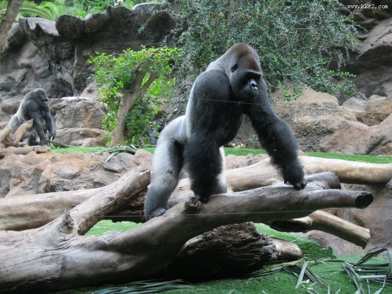 体型庞大的大猩猩图片
