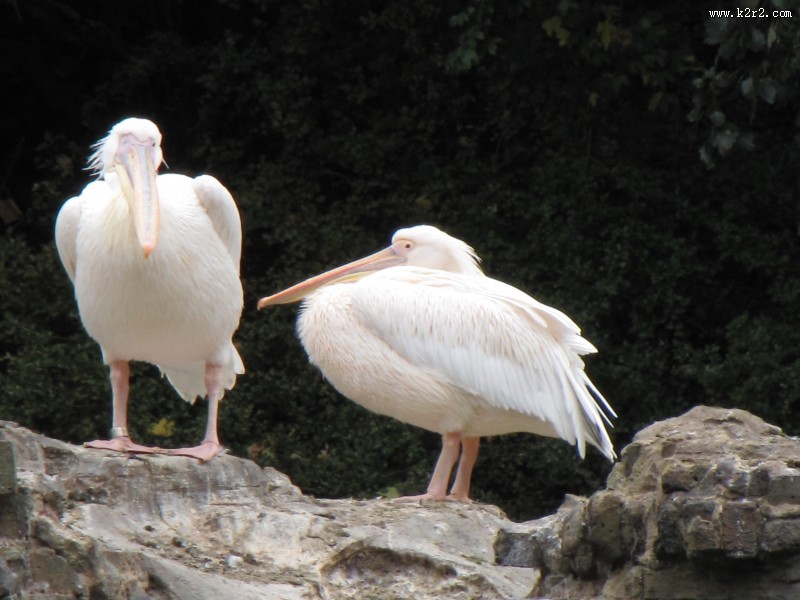 洁白的鹈鹕图片