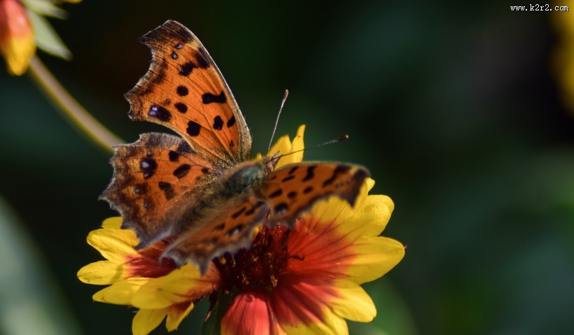 漂亮的斑点蝴蝶图片