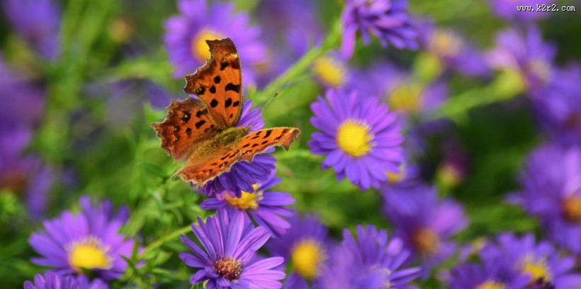 漂亮的斑点蝴蝶图片