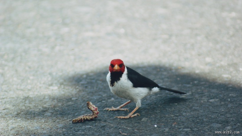 森林医生之啄木鸟图片大全
