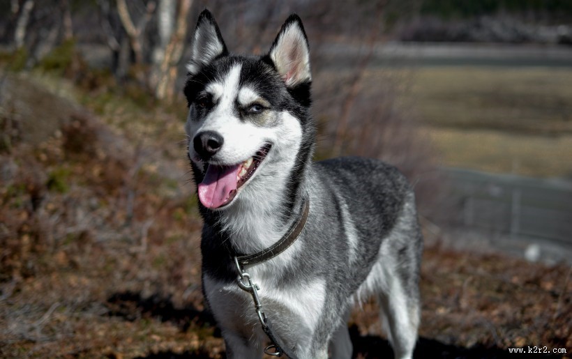 呆萌的哈士奇图片