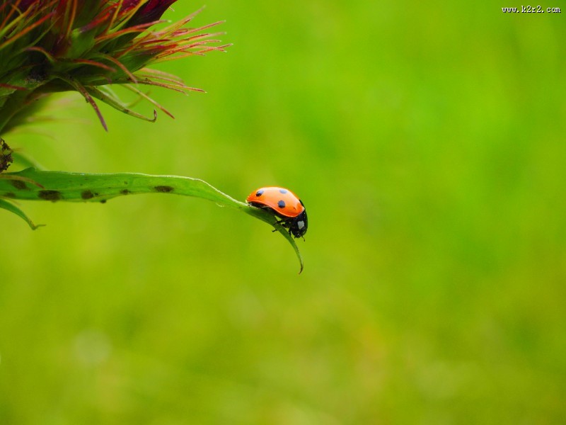 绿叶上的瓢虫图片
