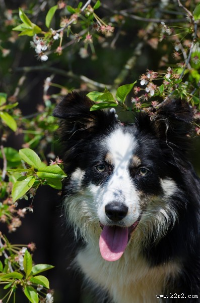 活泼可爱的牧羊犬图片大全