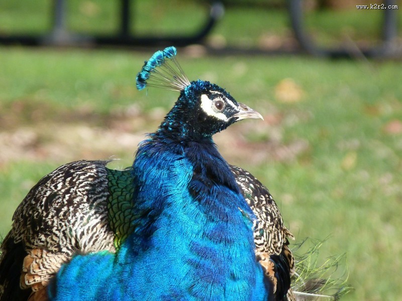 孔雀头部高清图片