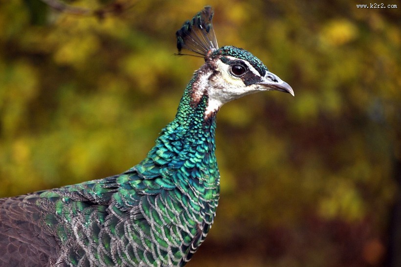 孔雀头部高清图片