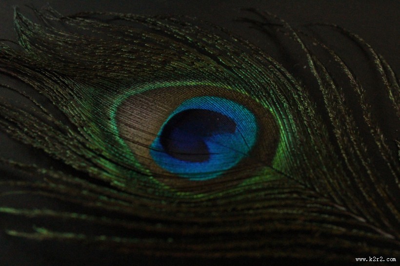 光鲜的孔雀羽毛图片大全