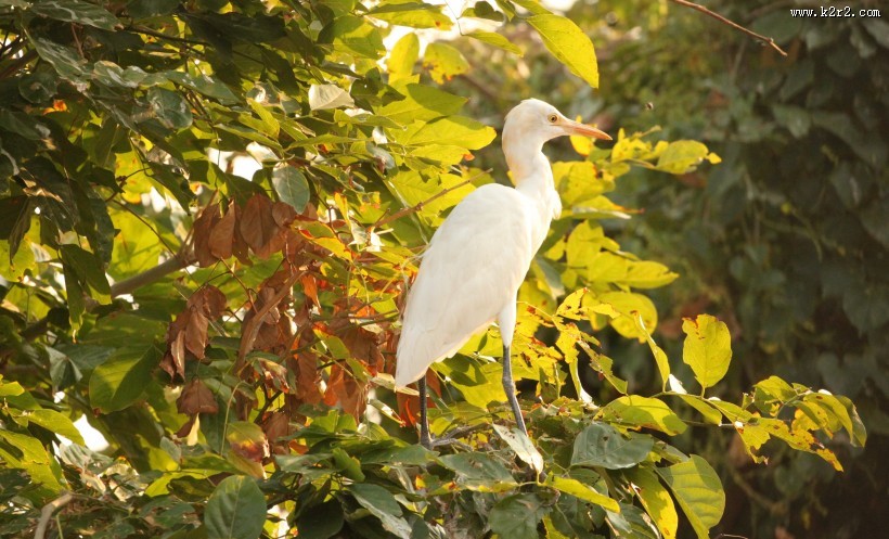 洁白的白鹭图片