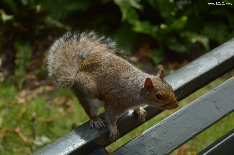 灵巧可爱的小松鼠图片大全